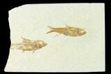Fossil Fish (Knightia) - Wyoming #148551-1